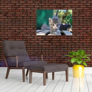 Obraz kotków (70x50 cm)