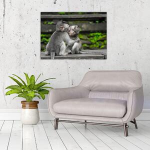 Obraz - małpki (70x50 cm)