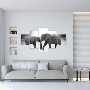 Obraz - czarno - białe słonie (125x70 cm)