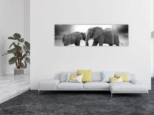 Obraz - czarno - białe słonie (170x50 cm)