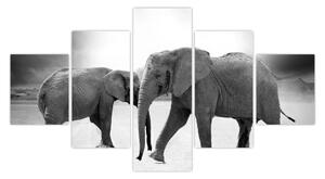 Obraz - czarno - białe słonie (125x70 cm)