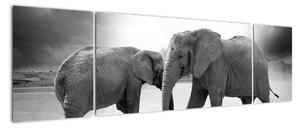 Obraz - czarno - białe słonie (170x50 cm)