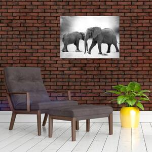 Obraz - czarno - białe słonie (70x50 cm)