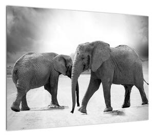 Obraz - czarno - białe słonie (70x50 cm)