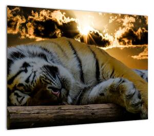 Obraz śpiącego tygrysa (70x50 cm)