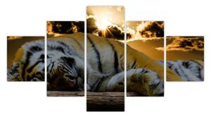 Obraz śpiącego tygrysa (125x70 cm)