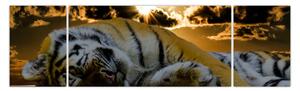 Obraz śpiącego tygrysa (170x50 cm)