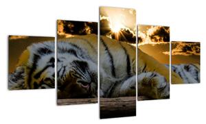 Obraz śpiącego tygrysa (125x70 cm)