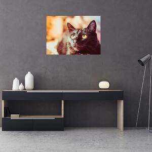 Obraz czarnego kota (70x50 cm)