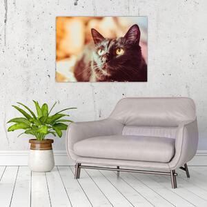 Obraz czarnego kota (70x50 cm)