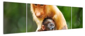 Obraz małp (170x50 cm)