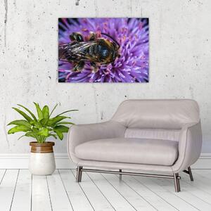 Obraz pszczoły na kwiatku (70x50 cm)