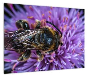 Obraz pszczoły na kwiatku (70x50 cm)