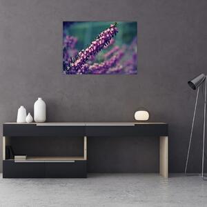 Obraz fioletowego kwiatu (70x50 cm)