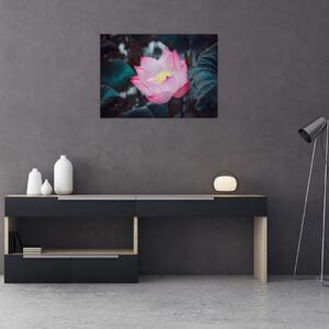 Obraz różowego kwiatu (70x50 cm)