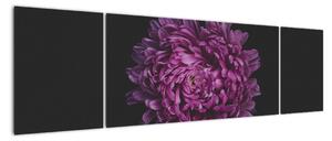Obraz fioletowego kwiatu (170x50 cm)