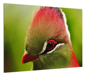 Obraz kolorowego ptaka (70x50 cm)