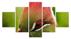 Obraz kolorowego ptaka (125x70 cm)