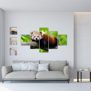 Obraz pandy czerwonej (125x70 cm)