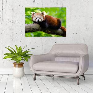 Obraz pandy czerwonej (70x50 cm)