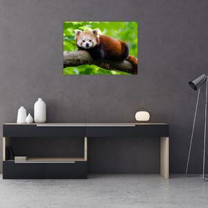 Obraz pandy czerwonej (70x50 cm)