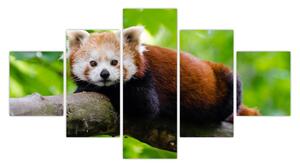 Obraz pandy czerwonej (125x70 cm)