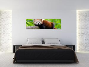 Obraz pandy czerwonej (170x50 cm)