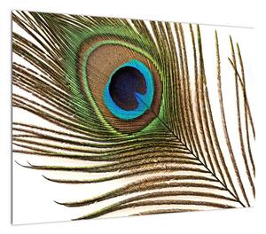 Obraz pawich piór (70x50 cm)
