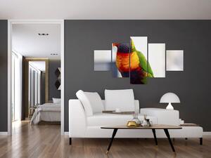 Obraz papugi (125x70 cm)