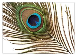 Obraz pawich piór (70x50 cm)
