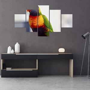 Obraz papugi (125x70 cm)