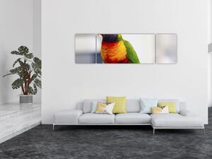 Obraz papugi (170x50 cm)