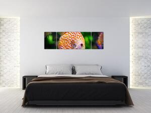Obraz ryby (170x50 cm)