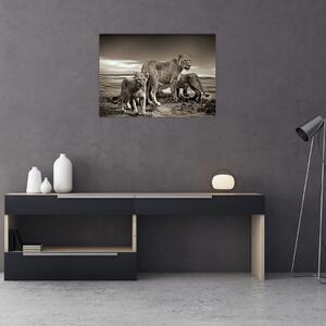 Obraz czarno - białych lwów (70x50 cm)
