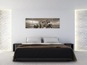 Obraz czarno - białych lwów (170x50 cm)