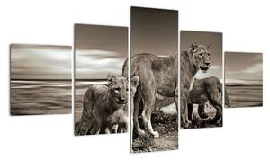 Obraz czarno - białych lwów (125x70 cm)