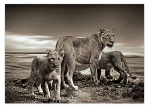 Obraz czarno - białych lwów (70x50 cm)
