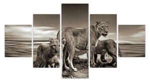 Obraz czarno - białych lwów (125x70 cm)