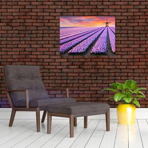 Obraz - farma kwiatów (70x50 cm)