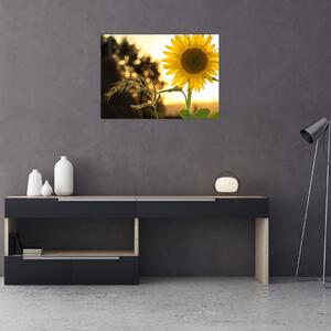 Obraz słonecznika (70x50 cm)