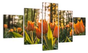 Obraz - pomarańczowe tulipany (125x70 cm)