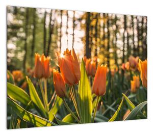 Obraz - pomarańczowe tulipany (70x50 cm)