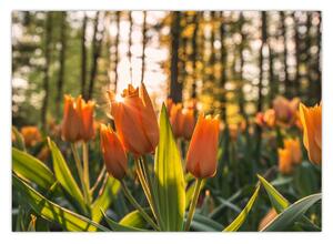 Obraz - pomarańczowe tulipany (70x50 cm)