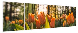Obraz - pomarańczowe tulipany (170x50 cm)
