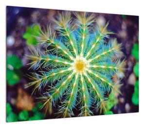 Obraz kaktusa (70x50 cm)