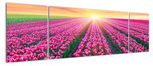 Obraz pole tulipanów ze słońcem (170x50 cm)