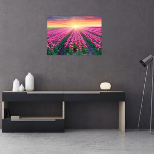 Obraz pole tulipanów ze słońcem (70x50 cm)