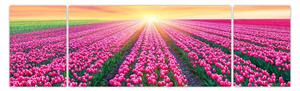 Obraz pole tulipanów ze słońcem (170x50 cm)