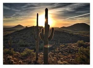 Obraz - kaktusy w słońcu (70x50 cm)