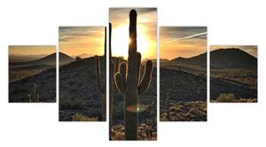 Obraz - kaktusy w słońcu (125x70 cm)